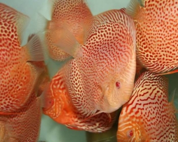 Дискус альбинос леопардовая змея (Symphysodon aequifasciatus var.)