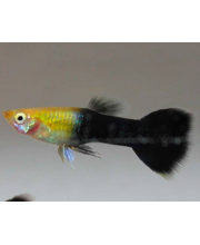 Гуппи Черно-голубые золотистые самцы (Poecilia reticulata var.)
