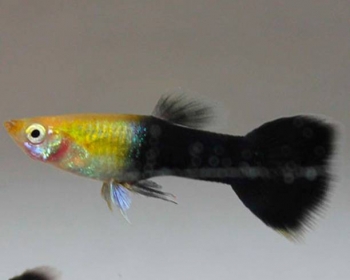Гуппи Черно-голубые золотистые самцы (Poecilia reticulata var.)