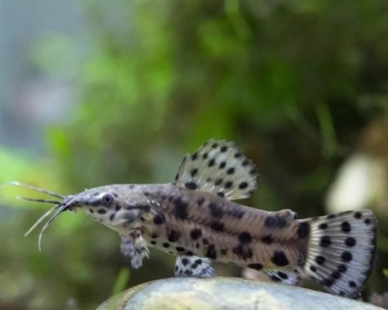 Торакатум (Hoplosternum thoracatum)
