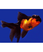 Оранда красно-черная (Carassius auratus var.) Оранда красно-черная (Carassius auratus var.)