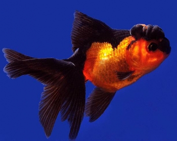 Оранда красно-черная (Carassius auratus var.)