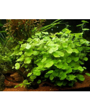 Щитолистник белоголовый (Hydrocotyle leucocephala) Щитолистник белоголовый (Hydrocotyle leucocephala)