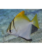 Монодактил (Monodactylus argenteus) Монодактил (Monodactylus argenteus)