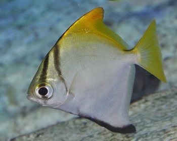 Монодактил (Monodactylus argenteus)