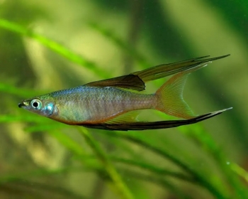Ириатерина вернери (Iriatherina werneri)
