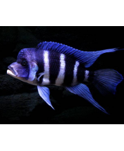 Фронтоза (Cyphotilapia Frontosa) Фронтоза (Cyphotilapia Frontosa)