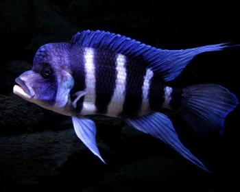 Фронтоза (Cyphotilapia Frontosa)