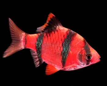 Барбус суматранский красный (Puntius tetrazona var.)