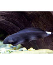 Нож черный (Apteronotus albifrons) Нож черный (Apteronotus albifrons)
