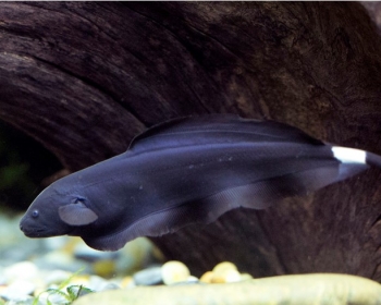 Нож черный (Apteronotus albifrons)