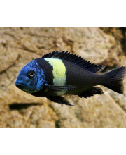 Трофеус звездчатый (Tropheus duboisi) Трофеус звездчатый (Tropheus duboisi)