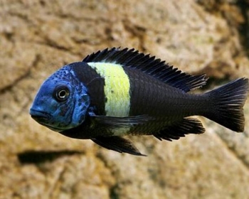 Трофеус звездчатый (Tropheus duboisi)