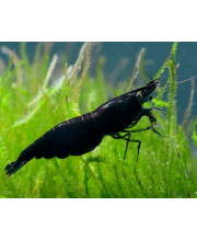 Креветка черная (Neocaridina davidi var) Креветка черная (Neocaridina davidi var)