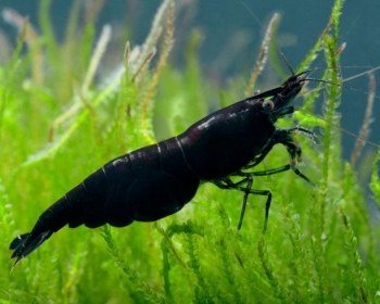Креветка черная (Neocaridina davidi var)