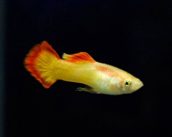 Гуппи Микариф сансет самцы (Poecilia reticulata var.)