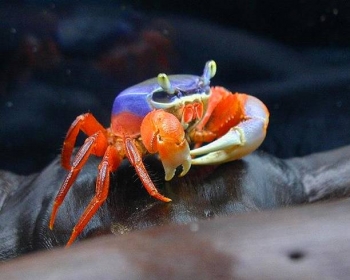 Краб радужный (Cardisoma armatum)
