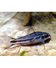 Коридорас пигмей (Corydoras pygmaeus) Коридорас пигмей (Corydoras pygmaeus)