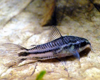 Коридорас пигмей (Corydoras pygmaeus)