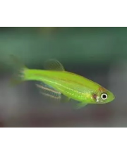 Данио салатовый (Danio rerio var. Данио салатовый (Danio rerio var.