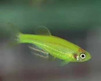 Данио салатовый (Danio rerio var. 
