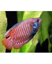 Лялиус коралловый (Colisa lalia var.) Лялиус коралловый (Colisa lalia var.)