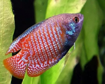 Лялиус коралловый (Colisa lalia var.)