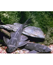 Плекостомус (Hypostomus plecostomus) Плекостомус (Hypostomus plecostomus)