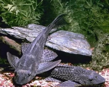 Плекостомус (Hypostomus plecostomus)