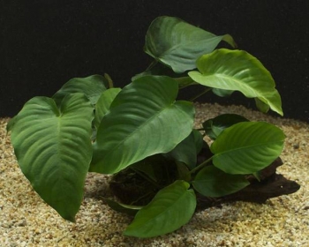 Анубиас Бартера широколистный (Anubias barteri Broad Leaf)