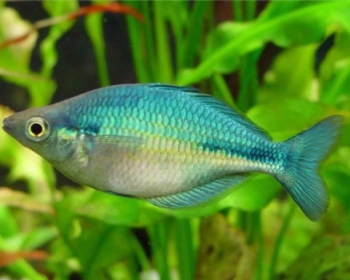 Меланотения берюзовая (Melanotaenia lacustris)