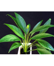 Анубиасы в ассортименте ХL (Anubias) Анубиасы в ассортименте ХL (Anubias)