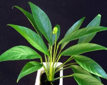 Анубиасы в ассортименте ХL (Anubias)