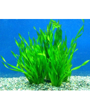 Валлиснерия спиралис (Vallisneria spiralis) Валлиснерия спиралис (Vallisneria spiralis)