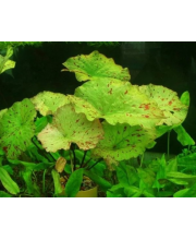 Нимфея зеленая (Nymphaea lotus green) Нимфея зеленая (Nymphaea lotus green)