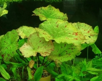 Нимфея зеленая (Nymphaea lotus green)