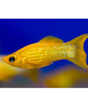 Моллинезия золотая лирохвостая (Poecilia sphenops var.)