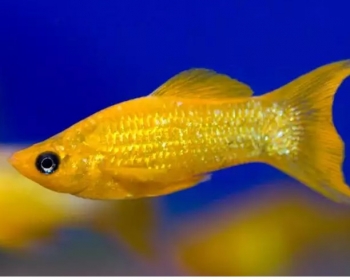 Моллинезия золотая лирохвостая (Poecilia sphenops var.)