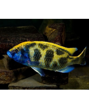 Хаплохромис венустус (Haplochromis venustus) Хаплохромис венустус (Haplochromis venustus)