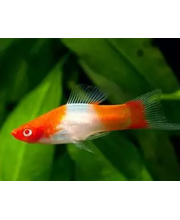 Меченосец кои кохаку (Xiphophorus hellerii var.) Меченосец кои кохаку (Xiphophorus hellerii var.)