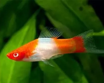 Меченосец кои кохаку (Xiphophorus hellerii var.)
