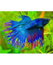 Петушок коронохвостый (Betta Splendens var.) Петушок коронохвостый (Betta Splendens var.)