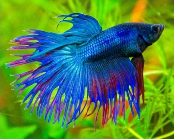 Петушок коронохвостый (Betta Splendens var.)