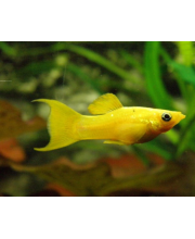 Моллинезия золотая (Poecilia sphenops var.) Моллинезия золотая (Poecilia sphenops var.)