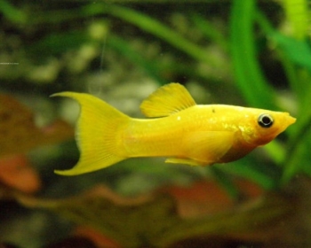 Моллинезия золотая (Poecilia sphenops var.)
