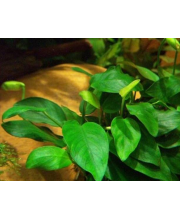 Анубиасы в ассортименте L (Anubias)