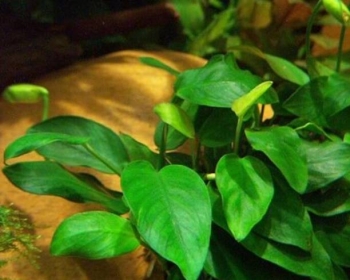 Анубиасы в ассортименте L (Anubias)