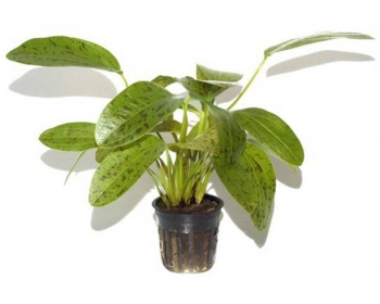 Эхинодорус в горшке (Echinodorus)