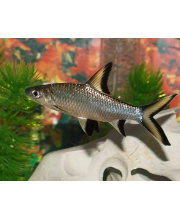 Акулий Бала (Balantiocheilus melanopterus) Акулий Бала (Balantiocheilus melanopterus)