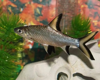 Акулий Бала (Balantiocheilus melanopterus)